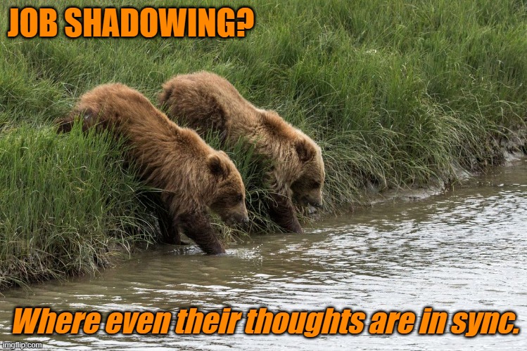 Job Shadow | JOB SHADOWING? Where even their thoughts are in sync. | image tagged in bears | made w/ Imgflip meme maker