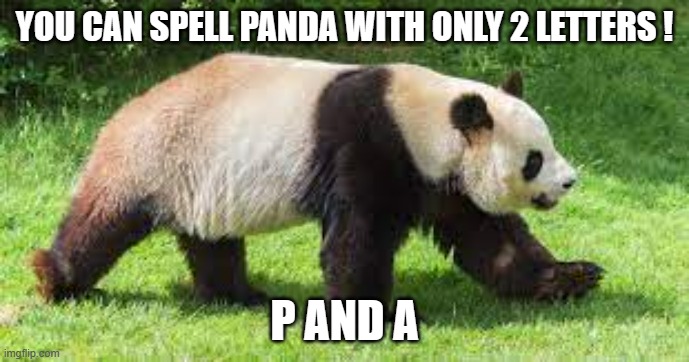 meme by Brad spell panda with only 2 letters | YOU CAN SPELL PANDA WITH ONLY 2 LETTERS ! P AND A | image tagged in fun,funny,funny animal meme,panda,humor,spelling | made w/ Imgflip meme maker