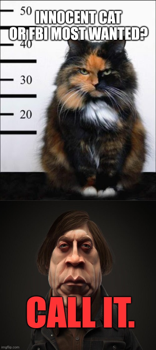 INNOCENT CAT OR FBI MOST WANTED? CALL IT. | image tagged in call it | made w/ Imgflip meme maker