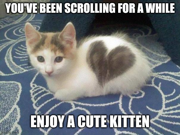 Take a break, have a KIT CAT | YOU'VE BEEN SCROLLING FOR A WHILE; ENJOY A CUTE KITTEN | image tagged in cute cat heart | made w/ Imgflip meme maker
