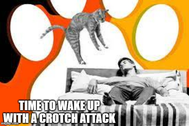 meme by Brad cat waking up human humor | TIME TO WAKE UP WITH A CROTCH ATTACK | image tagged in cats,funny,funny cat memes,humor,funny cats | made w/ Imgflip meme maker