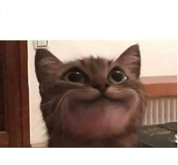 Cat smile Blank Meme Template