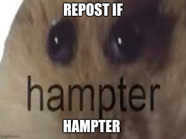 REPOST IF; HAMPTER | made w/ Imgflip meme maker