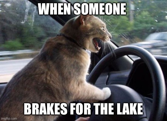 Angry driving cat | WHEN SOMEONE; BRAKES FOR THE LAKE | image tagged in angry driving cat | made w/ Imgflip meme maker