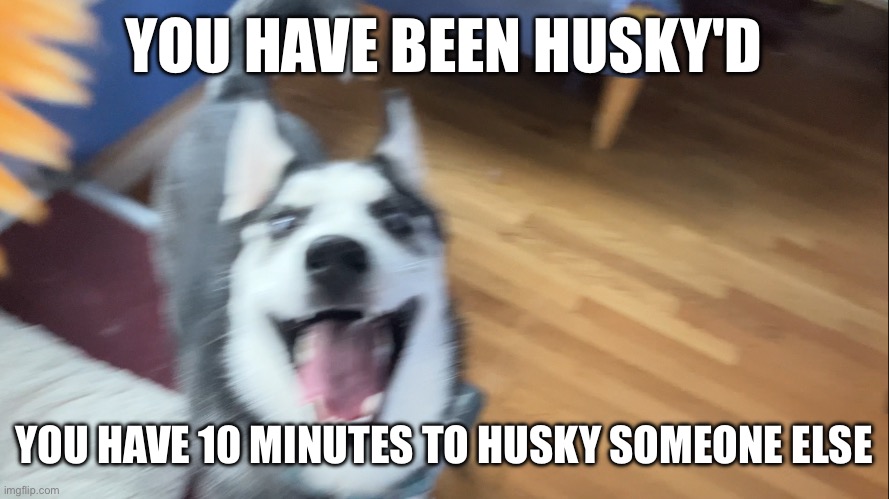 YOU HAVE BEEN HUSKY'D; YOU HAVE 10 MINUTES TO HUSKY SOMEONE ELSE | made w/ Imgflip meme maker