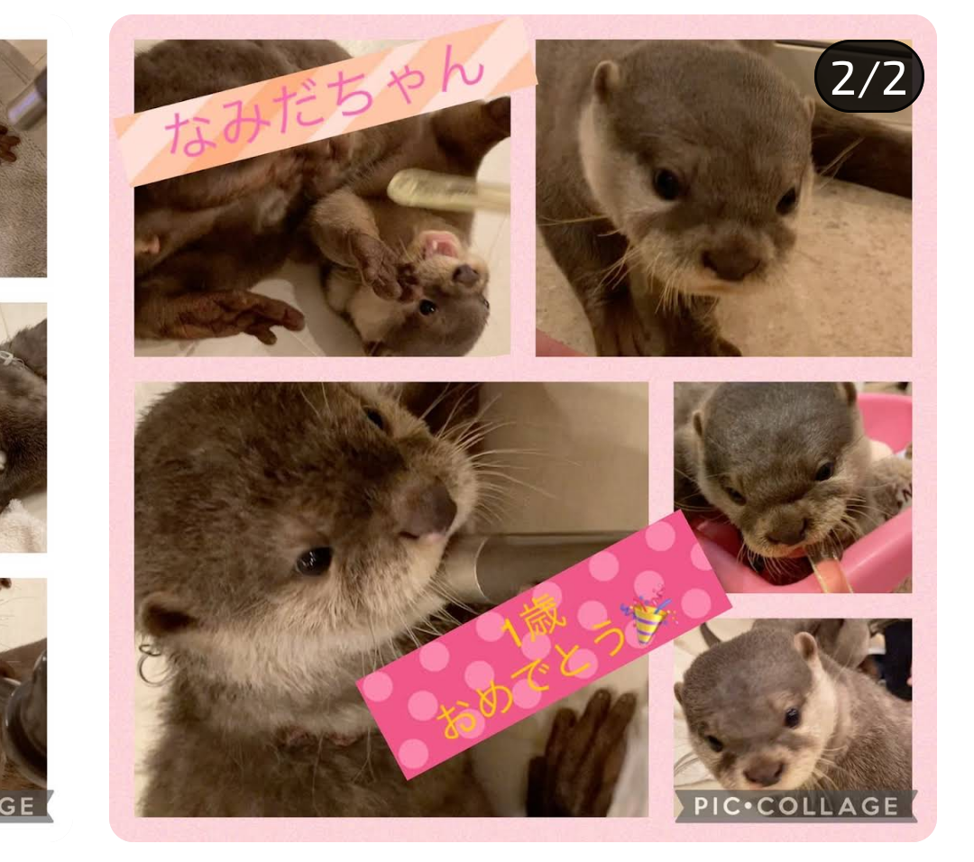 Namida Pictures Blank Meme Template