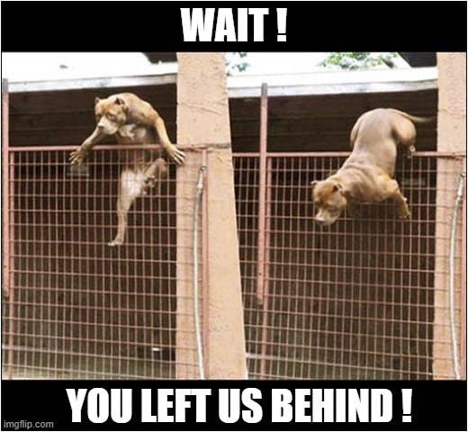 Did You Forget Something ? | WAIT ! YOU LEFT US BEHIND ! | image tagged in dogs,pitbulls,left behind | made w/ Imgflip meme maker