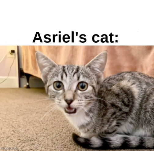 Asriel's cat: | image tagged in asriel's cat | made w/ Imgflip meme maker