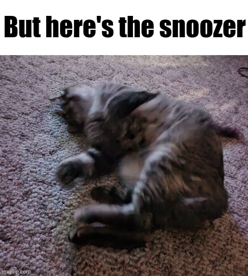 But here's the snoozer | made w/ Imgflip meme maker