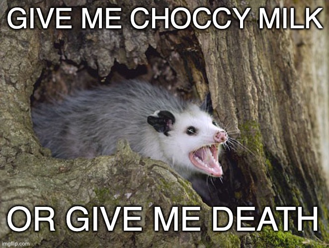 Choccy Milk | GIVE ME CHOCCY MILK; OR GIVE ME DEATH | image tagged in possum | made w/ Imgflip meme maker