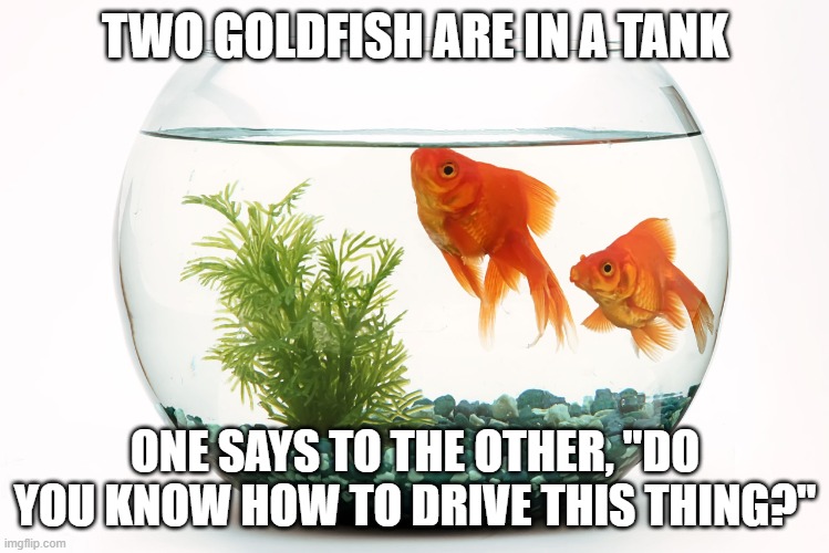 Daily Bad Dad Joke February 29, 2024 | TWO GOLDFISH ARE IN A TANK; ONE SAYS TO THE OTHER, "DO YOU KNOW HOW TO DRIVE THIS THING?" | image tagged in 2 gold fish | made w/ Imgflip meme maker