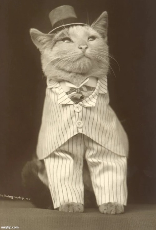 Cat in pinstripe | image tagged in cat in pinstripe | made w/ Imgflip meme maker