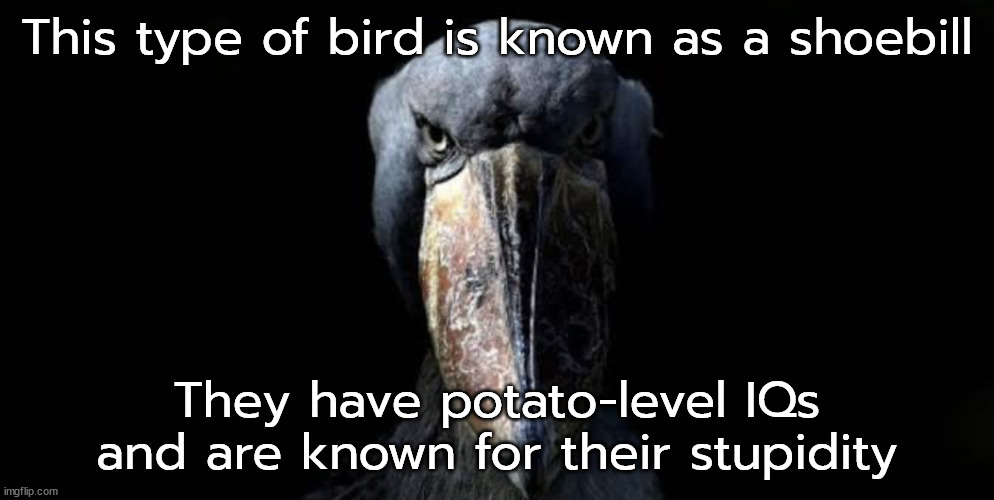 the w cropped | This type of bird is known as a shoebill; They have potato-level IQs and are known for their stupidity | image tagged in the w cropped | made w/ Imgflip meme maker