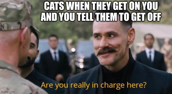 cats | CATS WHEN THEY GET ON YOU AND YOU TELL THEM TO GET OFF | image tagged in are you really in charge here,sonic the hedgehog,sonic,sonic movie | made w/ Imgflip meme maker