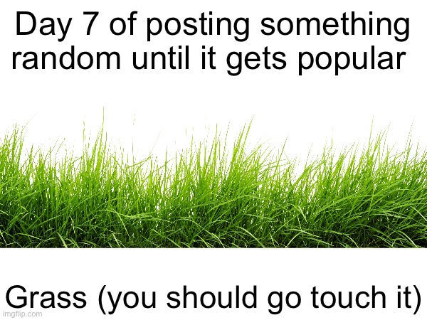 Grass | Day 7 of posting something random until it gets popular; Grass (you should go touch it) | image tagged in grass | made w/ Imgflip meme maker