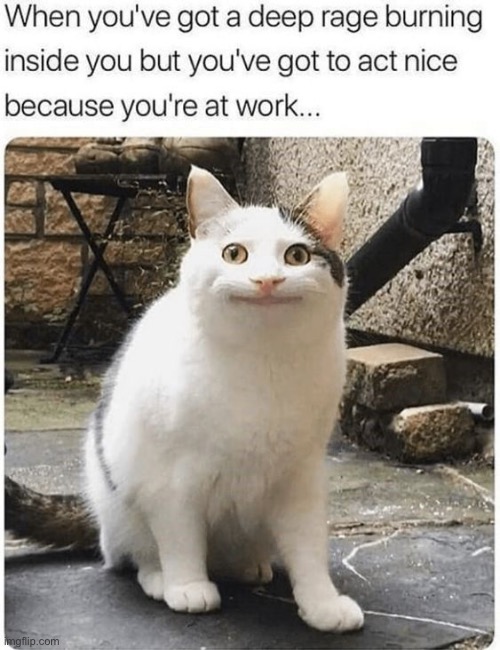 Why must you hurt me this way… | image tagged in memes,funny memes,cats,front page plz | made w/ Imgflip meme maker