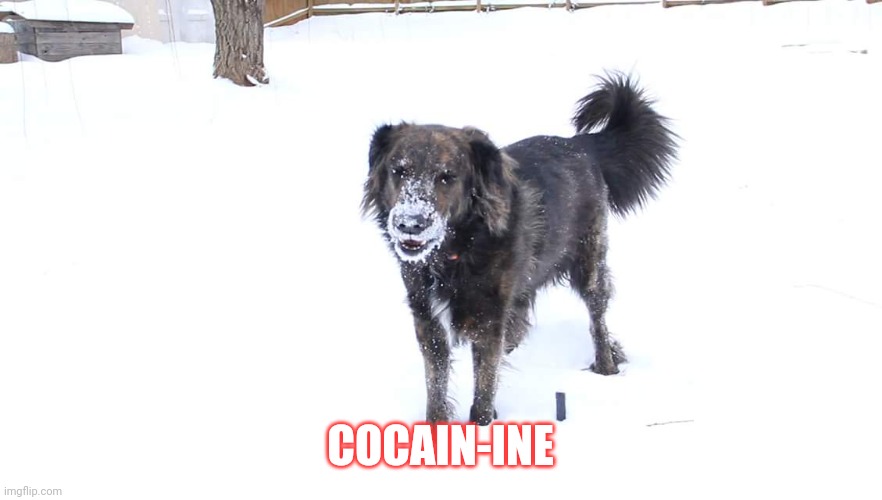 Dog cocaine | COCAIN-INE | image tagged in dog cocaine | made w/ Imgflip meme maker