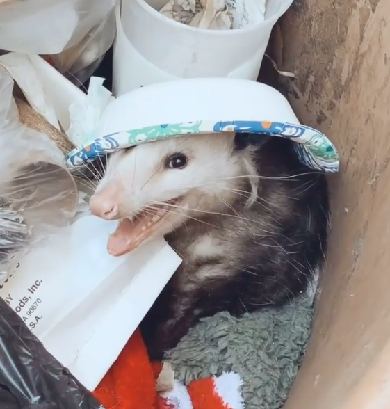 Possum smiling in a trash can Blank Meme Template