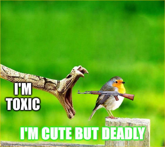 Cute but deadly bird dates snake | I'M TOXIC; I'M CUTE BUT DEADLY | image tagged in snake reality bites,ak-47,memes,don't judge a book by its cover,perching,birds | made w/ Imgflip meme maker