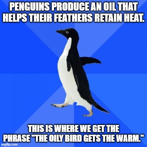 Penguin heat | PENGUINS PRODUCE AN OIL THAT HELPS THEIR FEATHERS RETAIN HEAT. THIS IS WHERE WE GET THE PHRASE "THE OILY BIRD GETS THE WARM." | image tagged in memes,socially awkward penguin | made w/ Imgflip meme maker