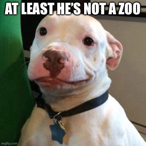 at least dog | AT LEAST HE’S NOT A ZOO | image tagged in at least dog | made w/ Imgflip meme maker