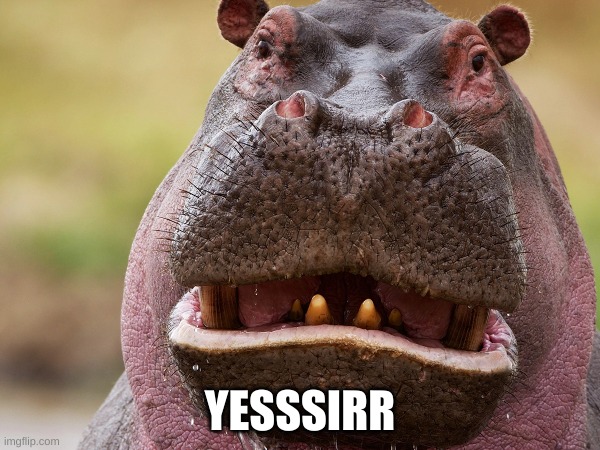 Yessir | YESSSIRR | image tagged in lol,hippo | made w/ Imgflip meme maker
