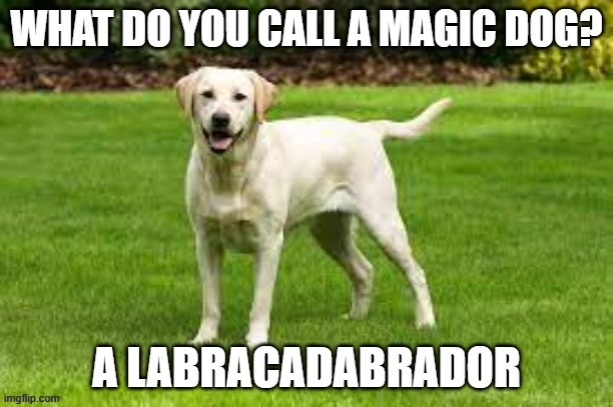 meme by Brad my dog is a magician | image tagged in fun,funny,bad pun dog,dad joke dog,funny meme,humor | made w/ Imgflip meme maker