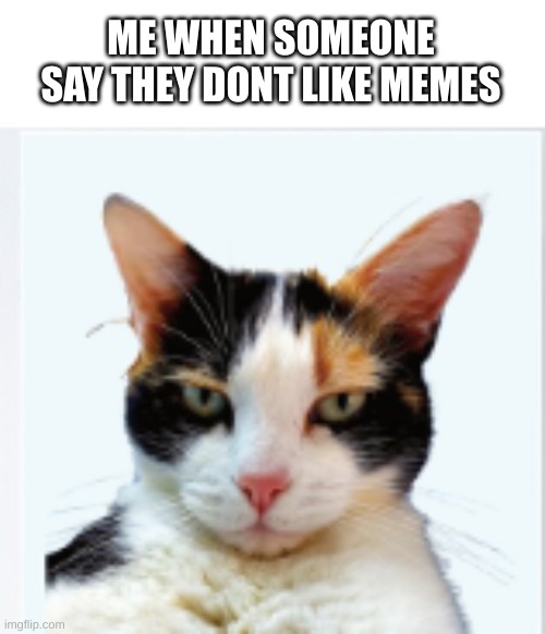 cat | ME WHEN SOMEONE SAY THEY DONT LIKE MEMES | image tagged in cat,mad | made w/ Imgflip meme maker