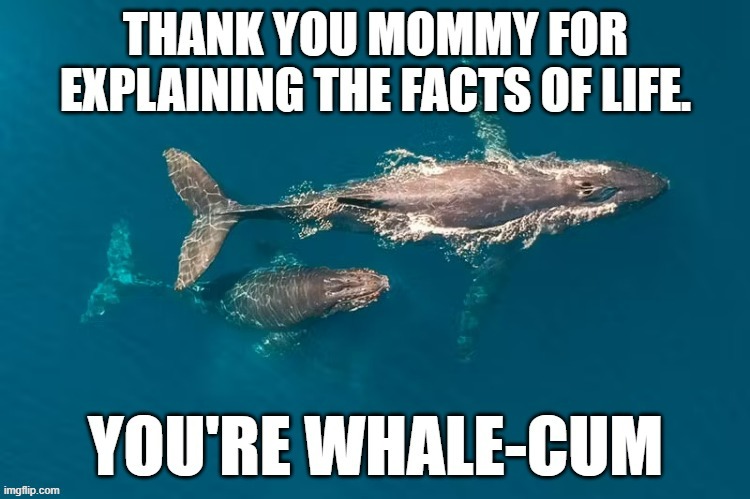 memes by Brad where baby whales come from | image tagged in fun,funny,whales,funny meme,humor | made w/ Imgflip meme maker