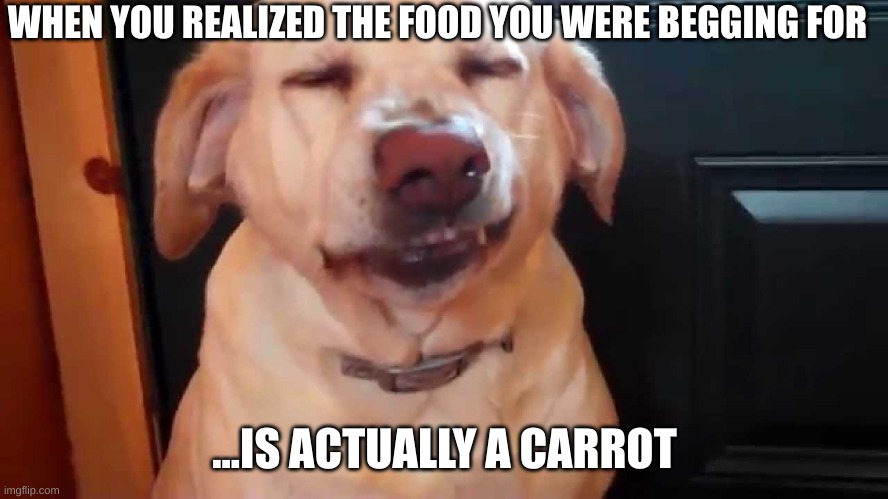 dogs | WHEN YOU REALIZED THE FOOD YOU WERE BEGGING FOR; ...IS ACTUALLY A CARROT | image tagged in dogs | made w/ Imgflip meme maker
