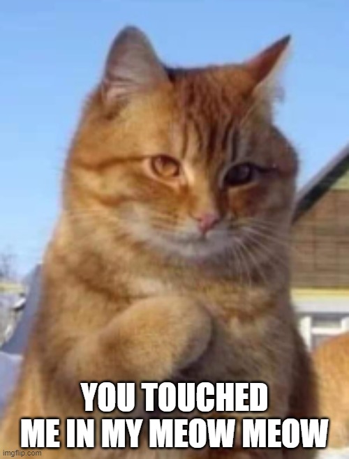 you touched me in my meow meow | YOU TOUCHED ME IN MY MEOW MEOW | image tagged in meow | made w/ Imgflip meme maker