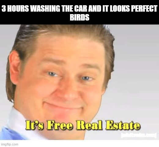 when birds do this | 3 HOURS WASHING THE CAR AND IT LOOKS PERFECT
BIRDS | image tagged in it's free real estate | made w/ Imgflip meme maker