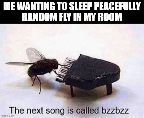 flies in summer be like | ME WANTING TO SLEEP PEACEFULLY
RANDOM FLY IN MY ROOM | image tagged in the next song is called bzzzz | made w/ Imgflip meme maker