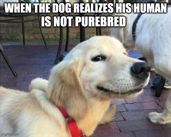 dog smiling | WHEN THE DOG REALIZES HIS HUMAN; IS NOT PUREBRED | image tagged in dog smiling | made w/ Imgflip meme maker