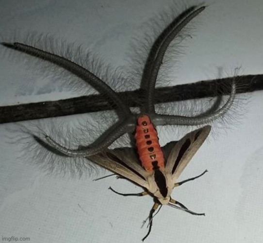 the baphomet moth (or, as i call it, the butt-satan moth) | made w/ Imgflip meme maker