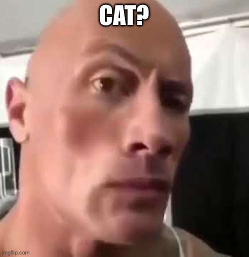 The Rock Eyebrows | CAT? | image tagged in the rock eyebrows | made w/ Imgflip meme maker