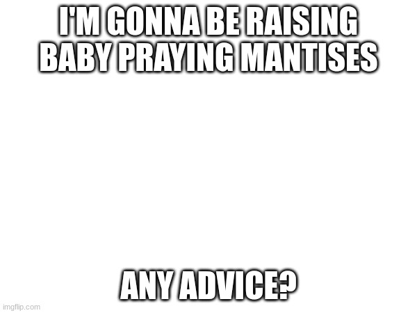 I'M GONNA BE RAISING BABY PRAYING MANTISES; ANY ADVICE? | image tagged in praying mantis | made w/ Imgflip meme maker