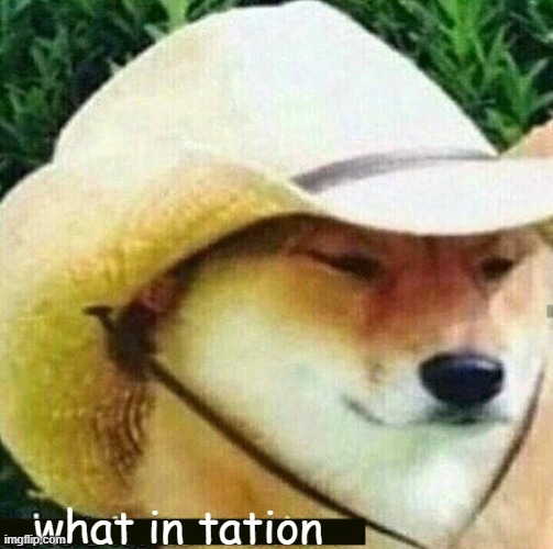 what in tation | what in tation | image tagged in what in tarnation dog | made w/ Imgflip meme maker
