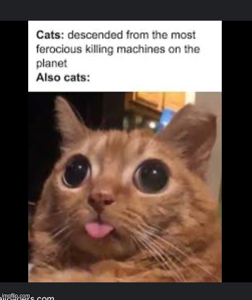 Omg | image tagged in cat | made w/ Imgflip meme maker