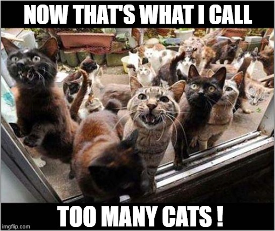 Doorstep Invasion ! | NOW THAT'S WHAT I CALL; TOO MANY CATS ! | image tagged in cats,now thats what i call,too many,invasion | made w/ Imgflip meme maker