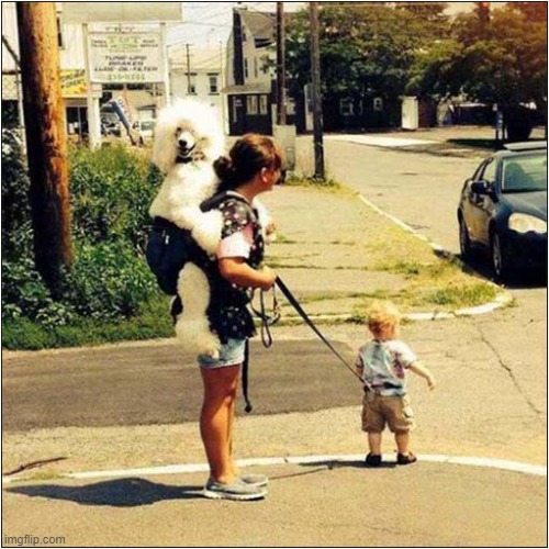 Poodle Backpack ! | image tagged in dogs,poodle,backpack | made w/ Imgflip meme maker