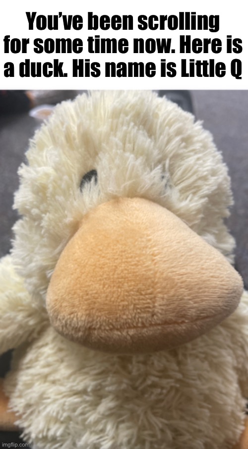 Duck :D | You’ve been scrolling for some time now. Here is a duck. His name is Little Q | image tagged in memes,ducks | made w/ Imgflip meme maker