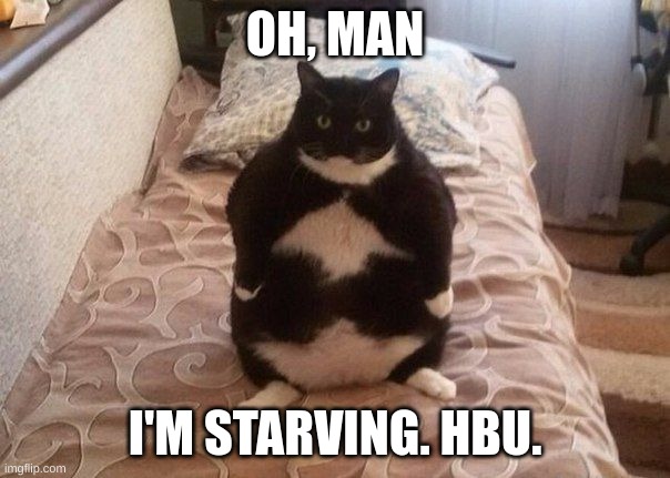 I'm starving! | OH, MAN; I'M STARVING. HBU. | image tagged in starving cat | made w/ Imgflip meme maker