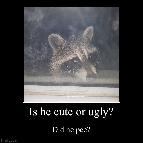 Peeping raccoon named tom | Is he cute or ugly? | Did he pee? | image tagged in funny,demotivationals | made w/ Imgflip demotivational maker