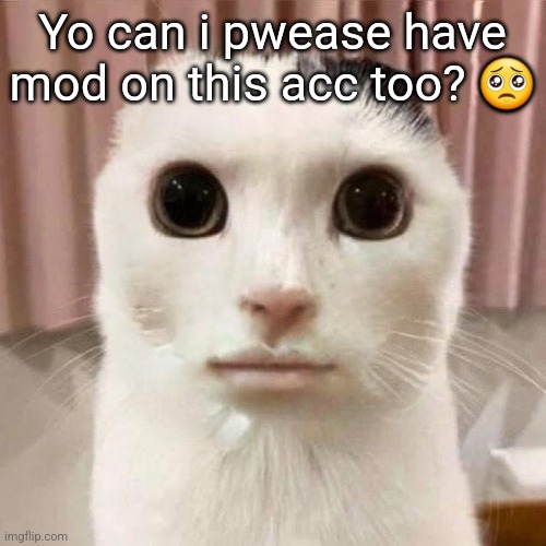 My honest reaction | Yo can i pwease have mod on this acc too? 🥺 | image tagged in my honest reaction | made w/ Imgflip meme maker