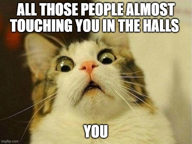 Scared Cat Meme | ALL THOSE PEOPLE ALMOST TOUCHING YOU IN THE HALLS; YOU | image tagged in memes,scared cat | made w/ Imgflip meme maker