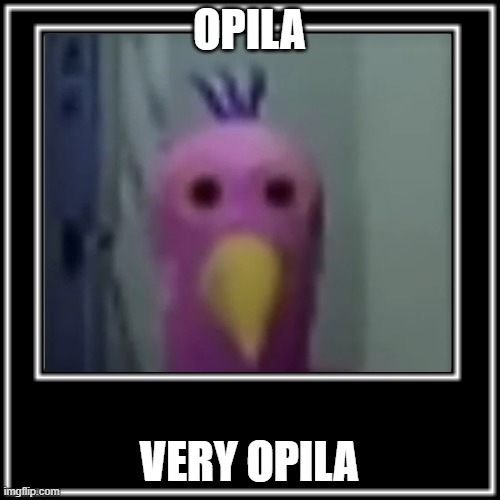 WHAT HOW | OPILA VERY OPILA | image tagged in what how | made w/ Imgflip meme maker