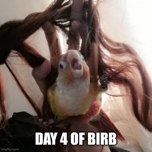 Sorry I'm late | DAY 4 OF BIRB | image tagged in reee birb | made w/ Imgflip meme maker