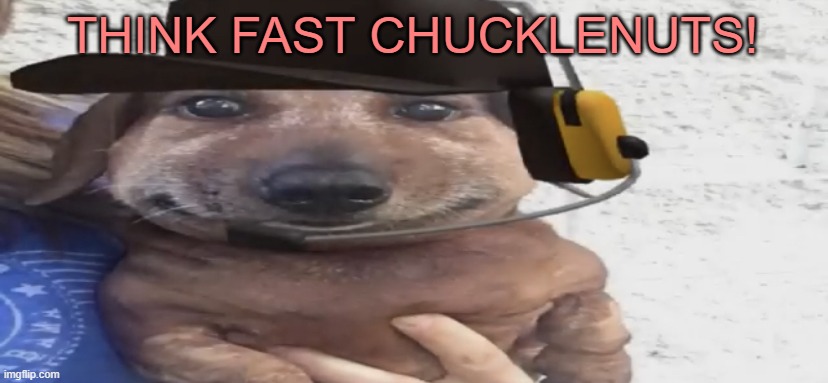chucklenuts | THINK FAST CHUCKLENUTS! | image tagged in chucklenuts | made w/ Imgflip meme maker