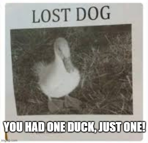 Lost Dog | YOU HAD ONE DUCK, JUST ONE! | image tagged in ducks | made w/ Imgflip meme maker